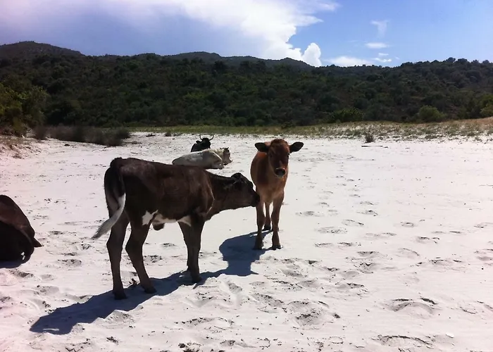 2 Terrasses Face De 100m2 * Saint-Florent (Corsica)